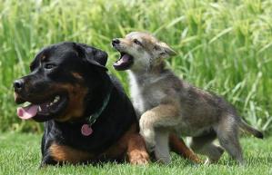 rotty-and-wolf-pup