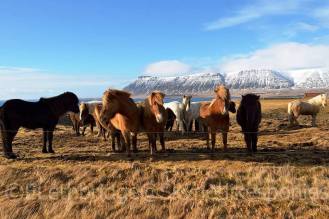 1482854_481868992003582_3873077656684487952_n